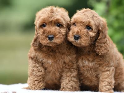 Quality Cockapoo pups in Tyrone