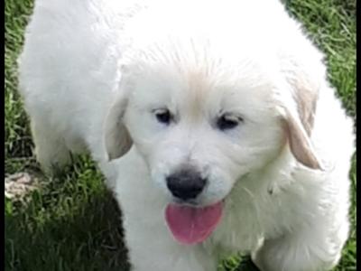 Golden Retrievers health tested