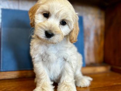 F1 Authentic Cockapoo