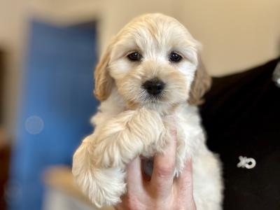 F1 Authentic Cockapoo