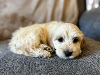 F1 Authentic Cockapoo