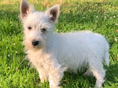 IKC Reg West Highland puppies