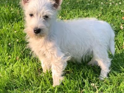 IKC Reg West Highland puppies