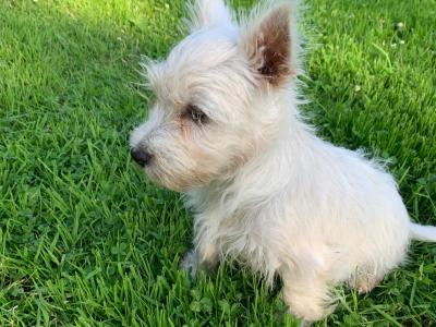 IKC Reg West Highland puppies