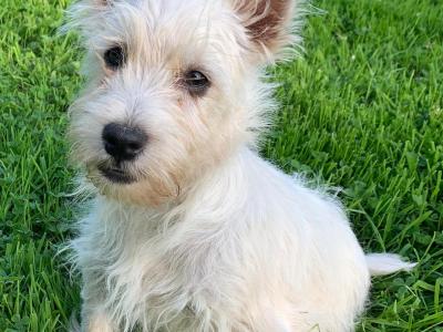IKC Reg West Highland puppies