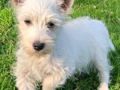 IKC Reg West Highland puppies