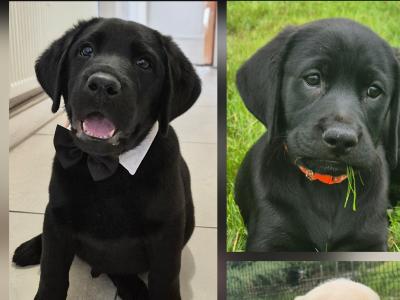Purebred Labrador puppies in Tipperary