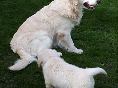 Golden Retrievers health tested