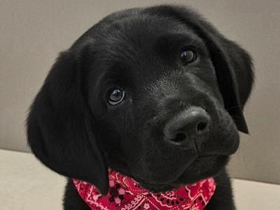 Purebred Labrador puppies in Tipperary