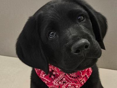 Purebred Labrador puppies in Tipperary