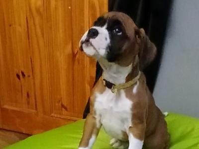 Beautiful IKC Registered (pending) Boxer pups