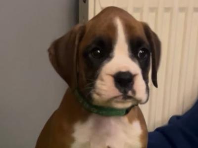 Beautiful IKC Registered (pending) Boxer pups