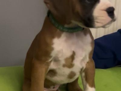 Beautiful IKC Registered (pending) Boxer pups