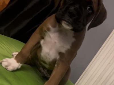 Beautiful IKC Registered (pending) Boxer pups