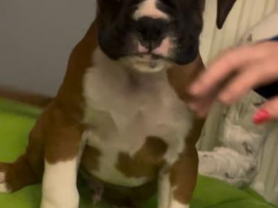 Beautiful IKC Registered (pending) Boxer pups