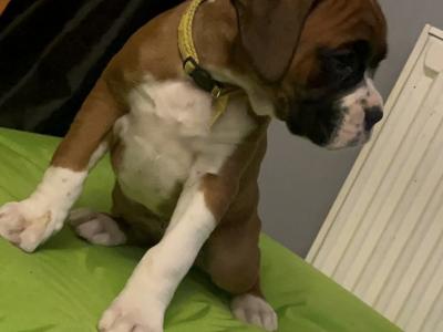 Beautiful IKC Registered (pending) Boxer pups