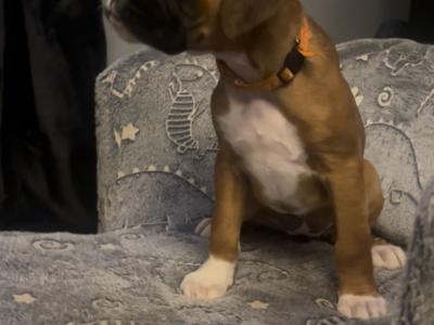 Beautiful IKC Registered (pending) Boxer pups