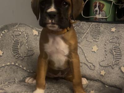Beautiful IKC Registered (pending) Boxer pups