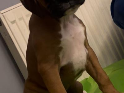 Beautiful IKC Registered (pending) Boxer pups