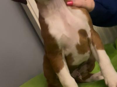 Beautiful IKC Registered (pending) Boxer pups