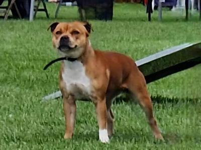 Male Staffordshire bull terrier for sale
