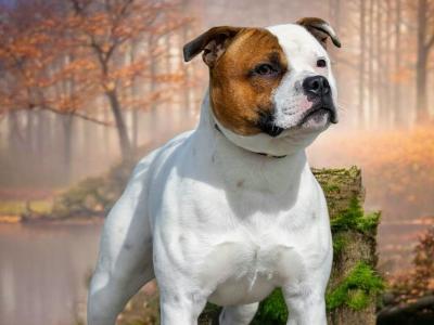 Male Staffordshire bull terrier for sale