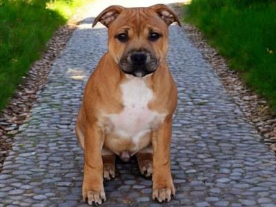 IKC Registered male Staffordshire Bull Terrier puppy 7 months old for sale in Cork