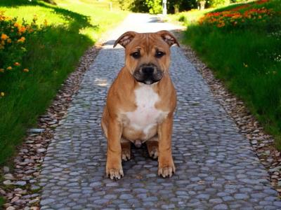 Male Staffordshire bull terrier for sale