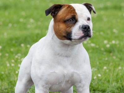 Male Staffordshire bull terrier for sale