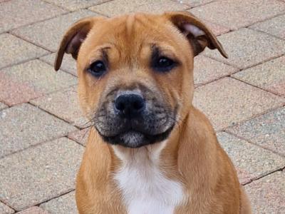 Male Staffordshire bull terrier for sale