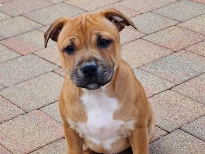 Male Staffordshire bull terrier for sale
