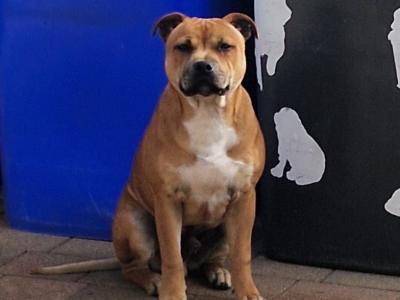Male Staffordshire bull terrier for sale