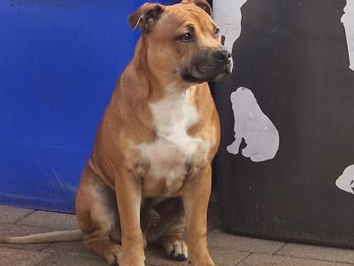 Male Staffordshire bull terrier for sale
