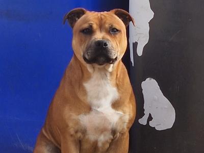 Male Staffordshire bull terrier for sale
