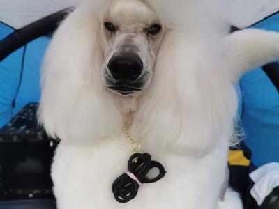 Active and energetic Standard Poodle Boy