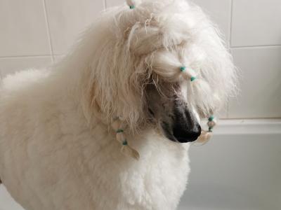 Active and energetic Standard Poodle Boy
