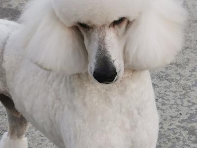 Active and energetic Standard Poodle Boy