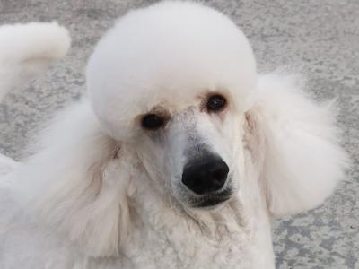 Enzo is an Active and energetic Standard male Poodle puppy 19 months old in Cavan