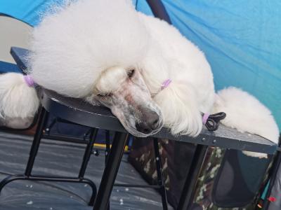Active and energetic Standard Poodle Boy