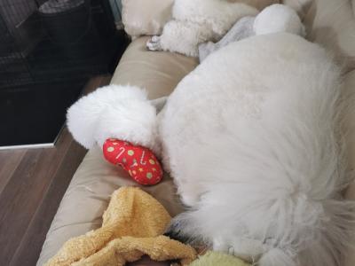 Active and energetic Standard Poodle Boy