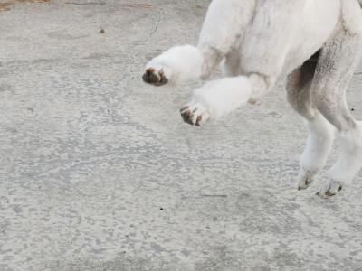 Active and energetic Standard Poodle Boy