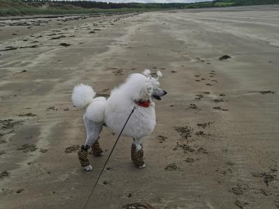 Active and energetic Standard Poodle Boy