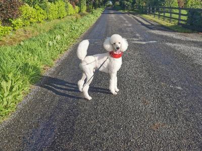 Active and energetic Standard Poodle Boy