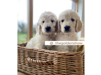 F1 Goldendoodle puppies