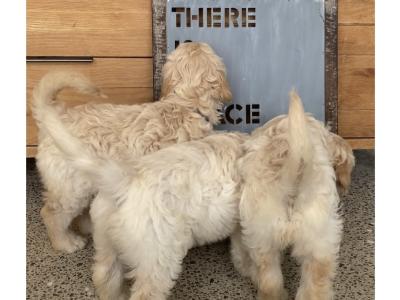 F1 Goldendoodle puppies