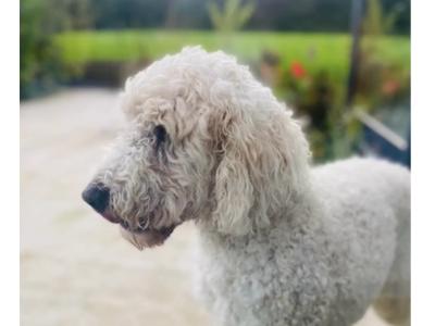 F1 Goldendoodle puppies