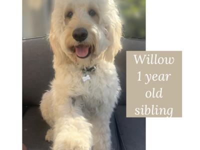 F1 Goldendoodle puppies