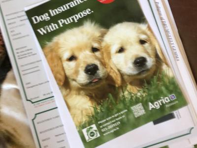 IKC Registered female Labrador pup with excellent pedigree in Clare