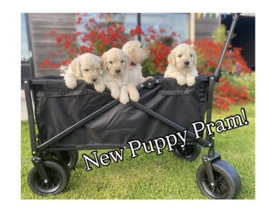 F1 Goldendoodle puppies