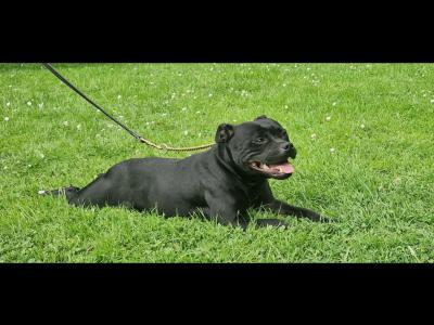 Staffordshire Bull Terrier puppies in Dublin